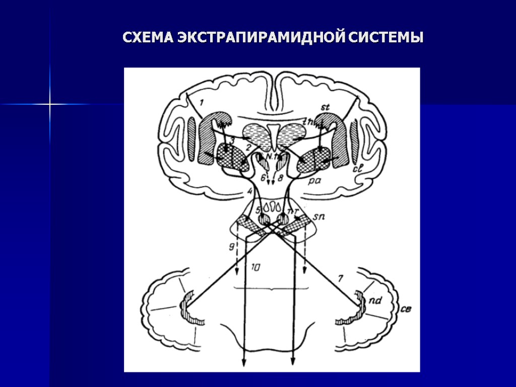 СХЕМА ЭКСТРАПИРАМИДНОЙ СИСТЕМЫ